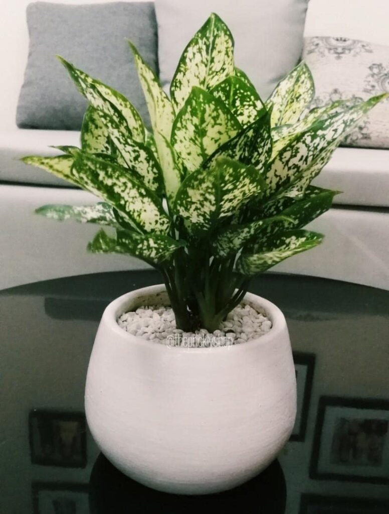 Chinese evergreen plant pot on table, placed in indoor setting