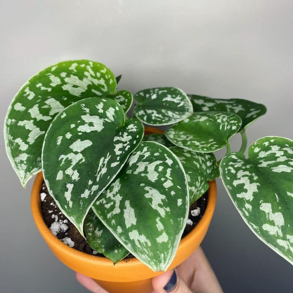 Pothos plant pot in a hand