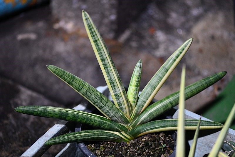 Sansevieria Cylendrica a type of snake plant in a pot