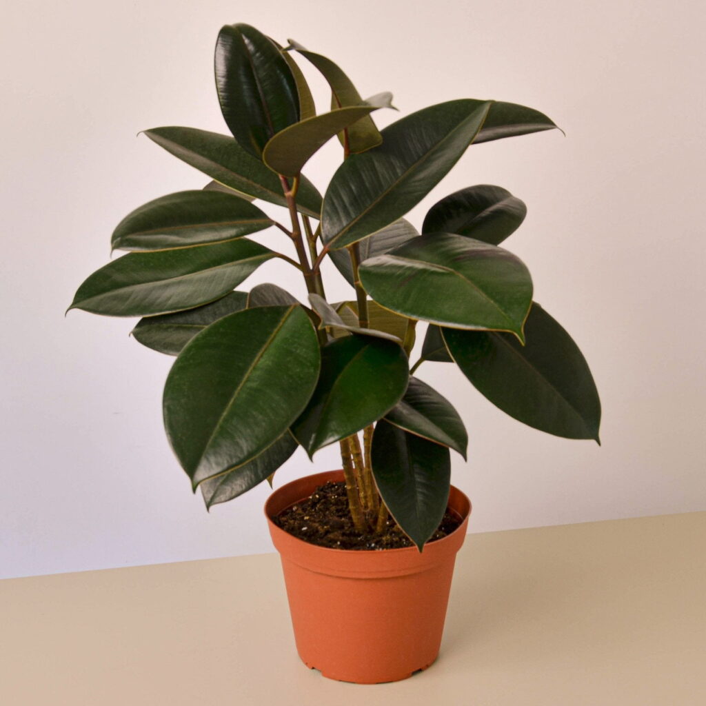 Rubber plant pot placed in indoor setting