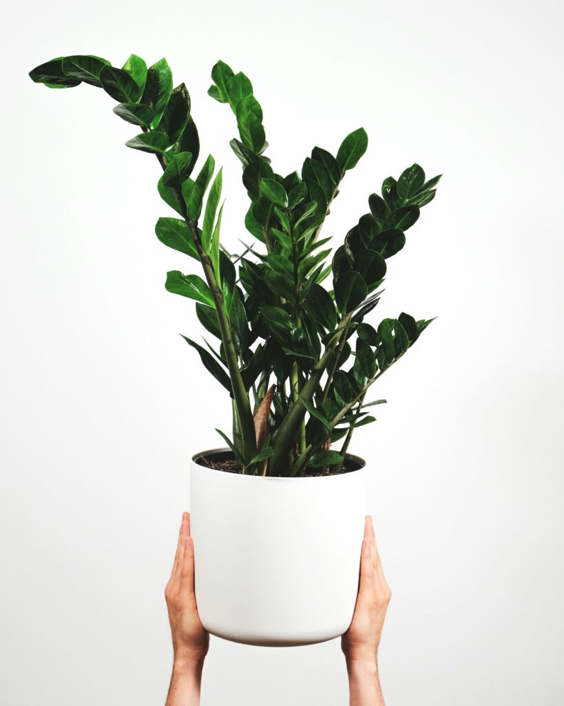 ZZ plant pot in two hands