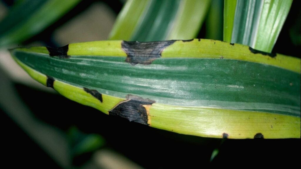 The indoor plant with bacterial infection, a leaf-spot on indoor plant