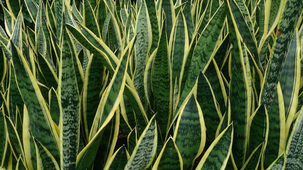 Sansevieria Trifasciata Laurentii a type of snake plant