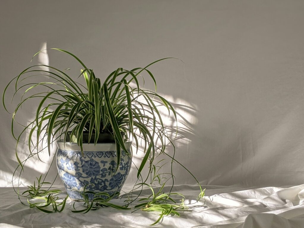 One spider plant in pot, in indoor setting