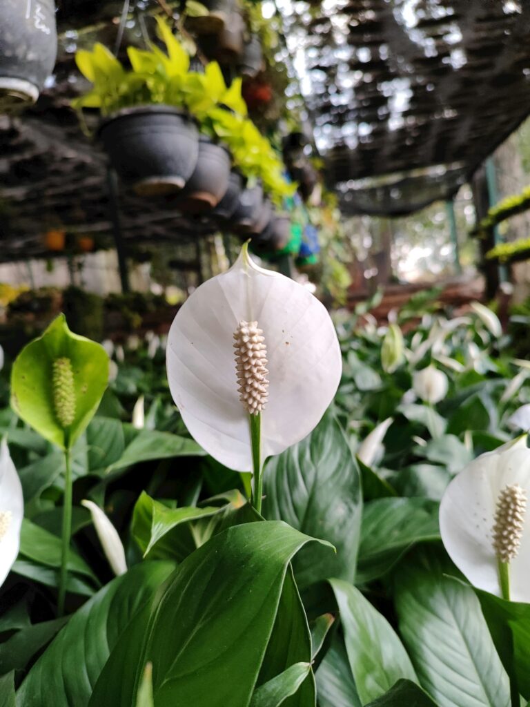 Peace lilly plant in nursery