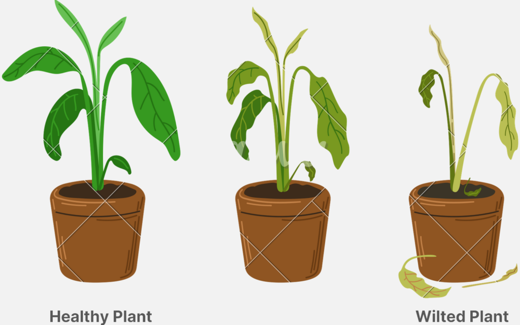 Three indoor plants with pots, one plant is health, second plant is wilting, and third is wilted