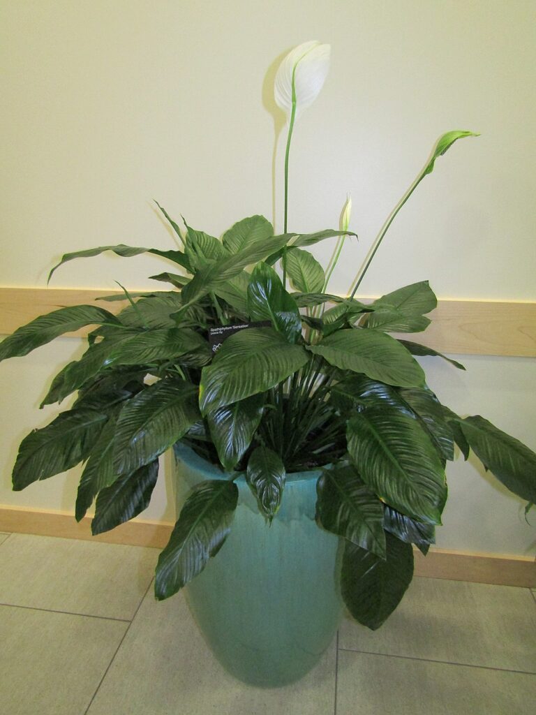 Spathiphyllum 'Sensation' a variety of peace lily in a pot