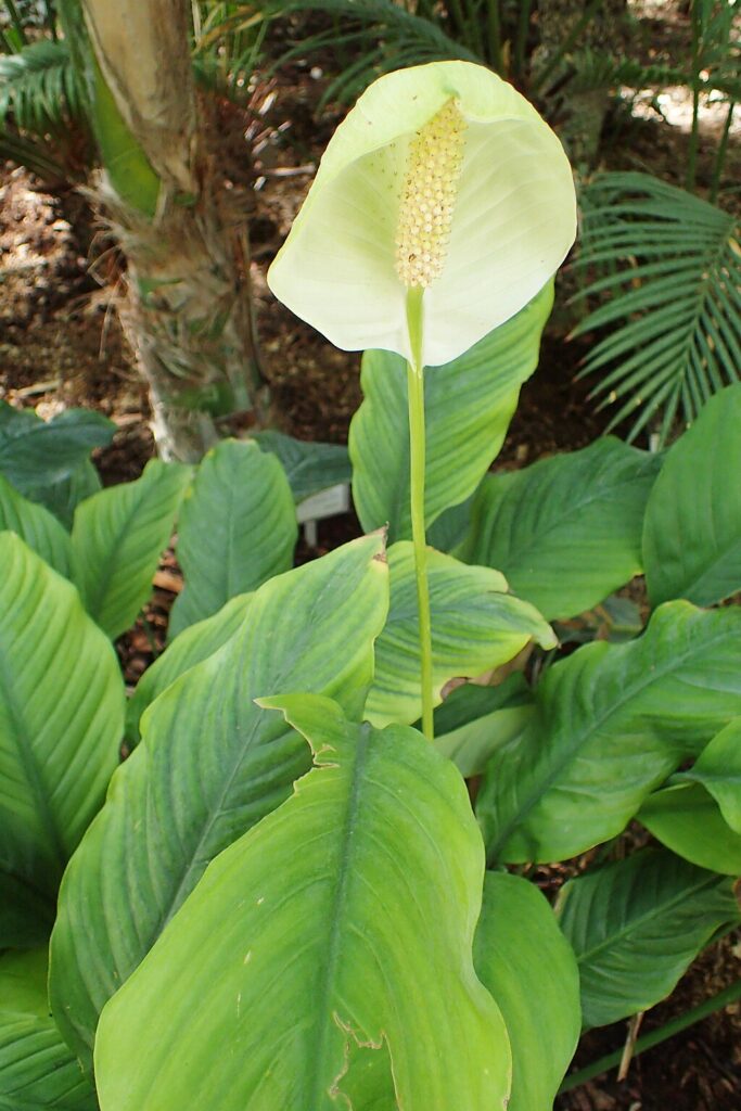 Spathiphyllum 'Mauna Loa' plant with flower