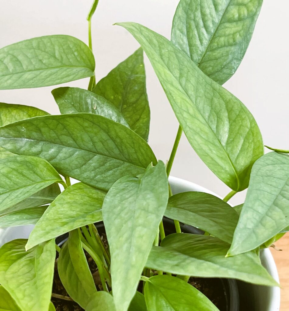 Cebu Blue Pothos (Epiprem aureum 'Cebu Blue')