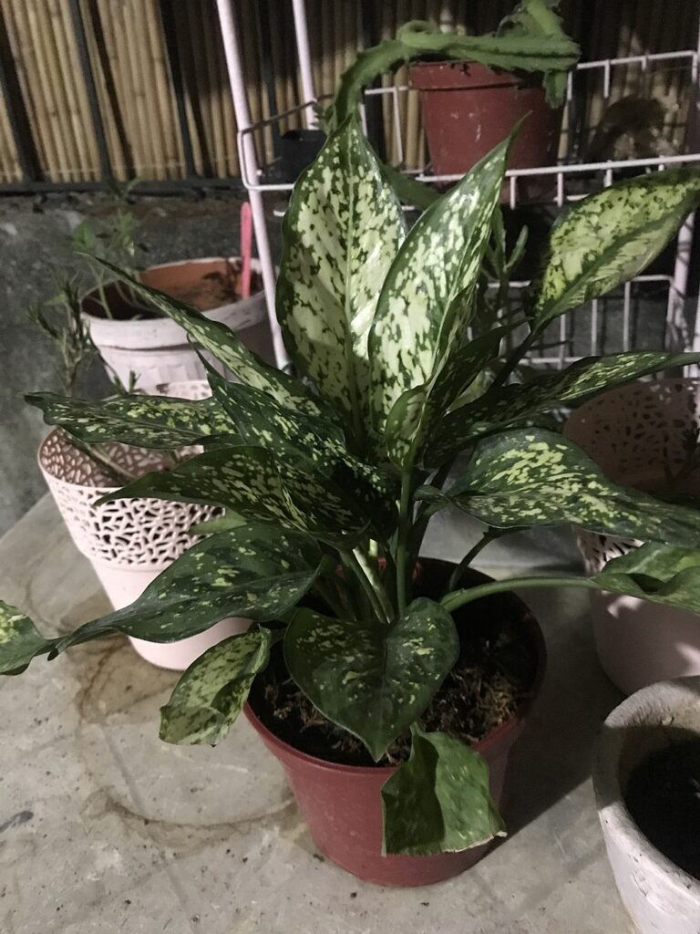 Chinese Evergreen 'White Fusion'