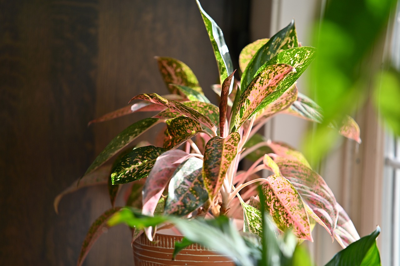 A Chinese Evergreen Plant