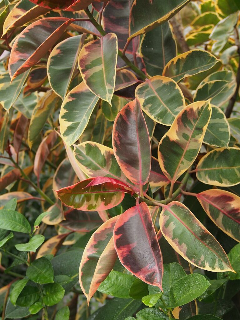 Ficus elastica 'Tricolor' a type of rubber plant