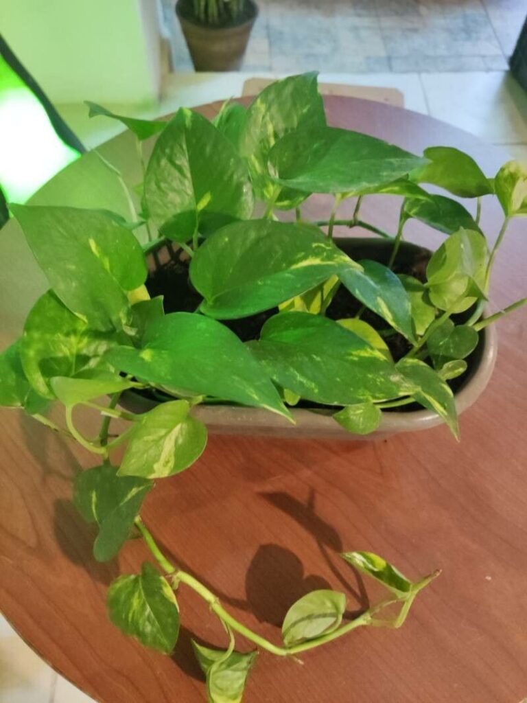 Jessenia Pothos (Epipremnum aureum 'Jessenia')