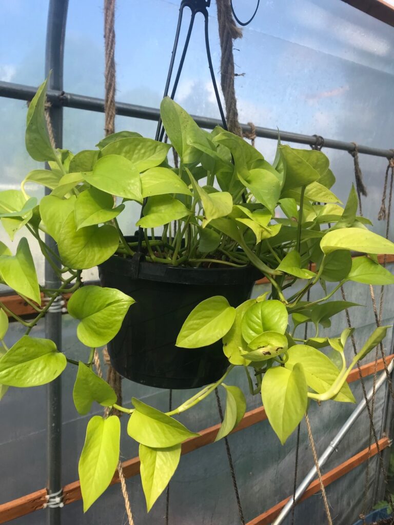 Neon Pothos (Epipremnum aureum 'Neon')