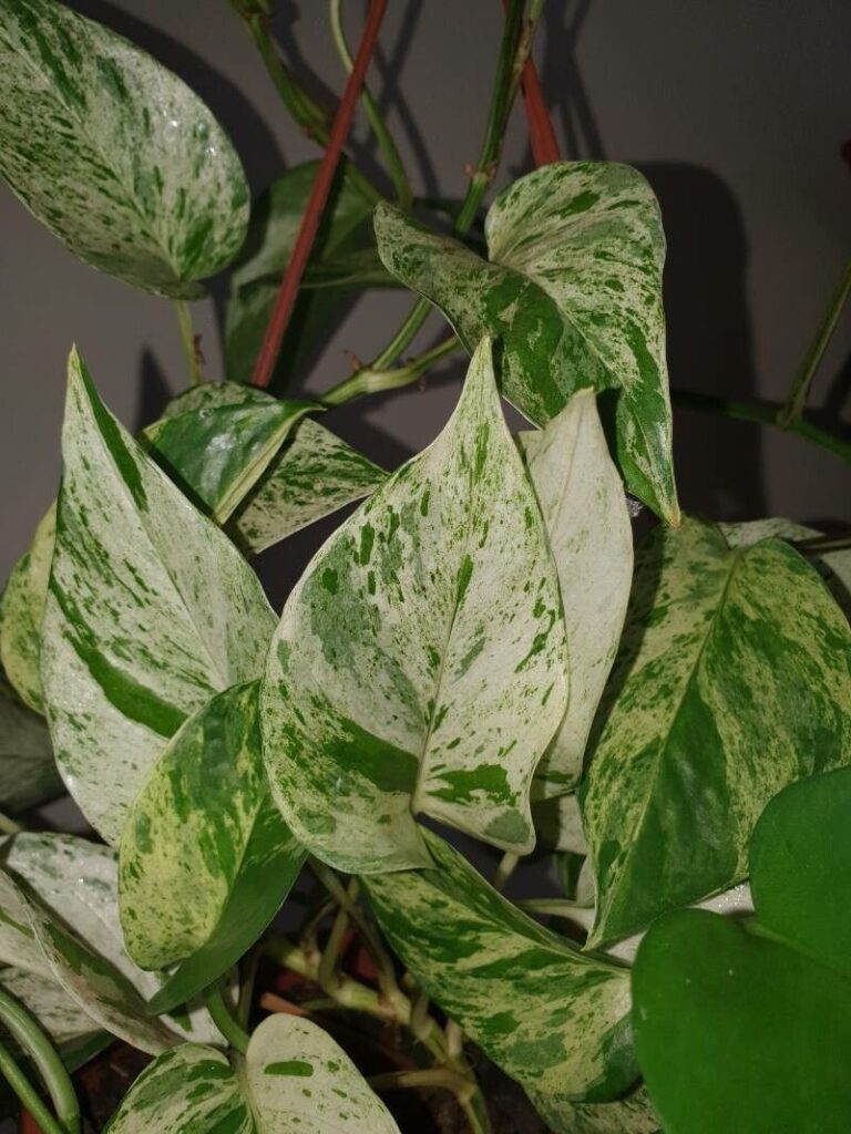 Snow Queen Pothos (Epipremnum aureum 'Snow Queen')