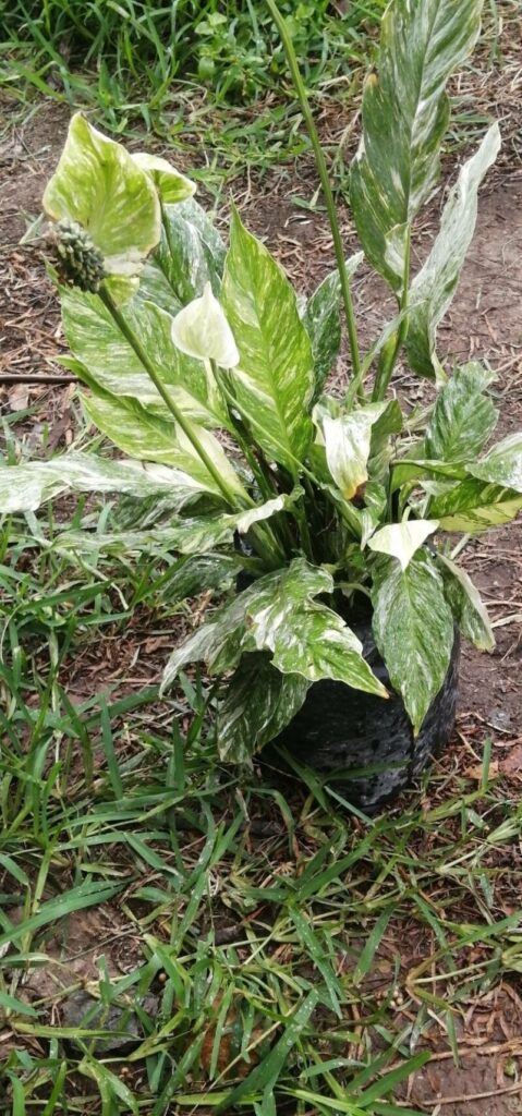 Spathiphyllum 'Domino'