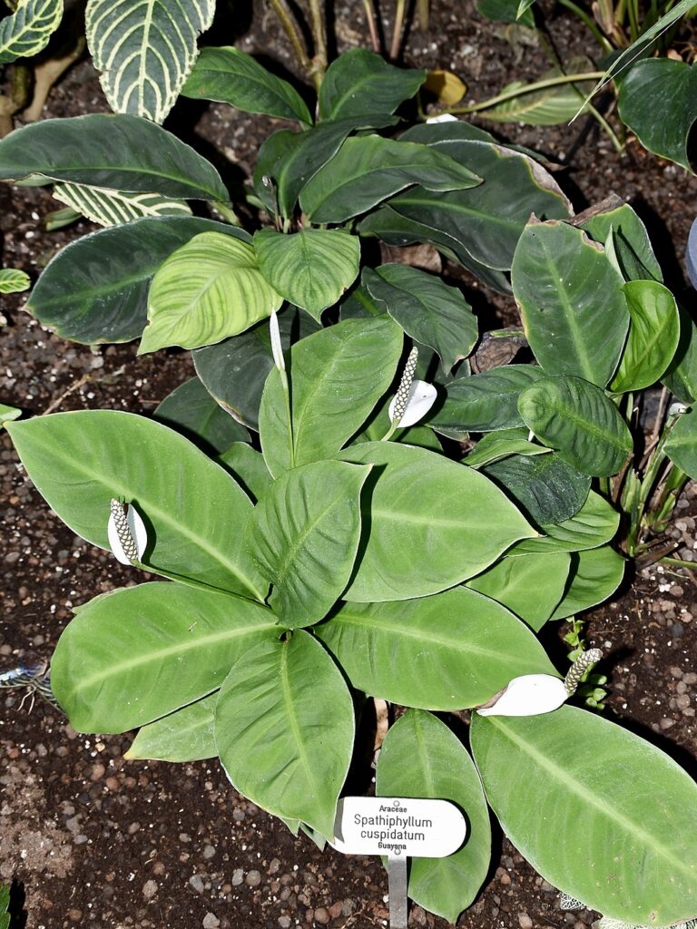 Spathiphylla cuspidatum is a species of peace lily