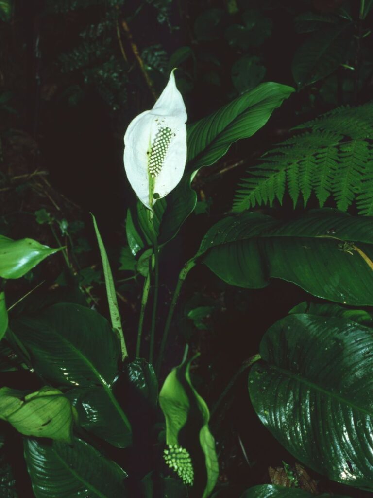 Spathiphyllum montanum is a species of peace lily