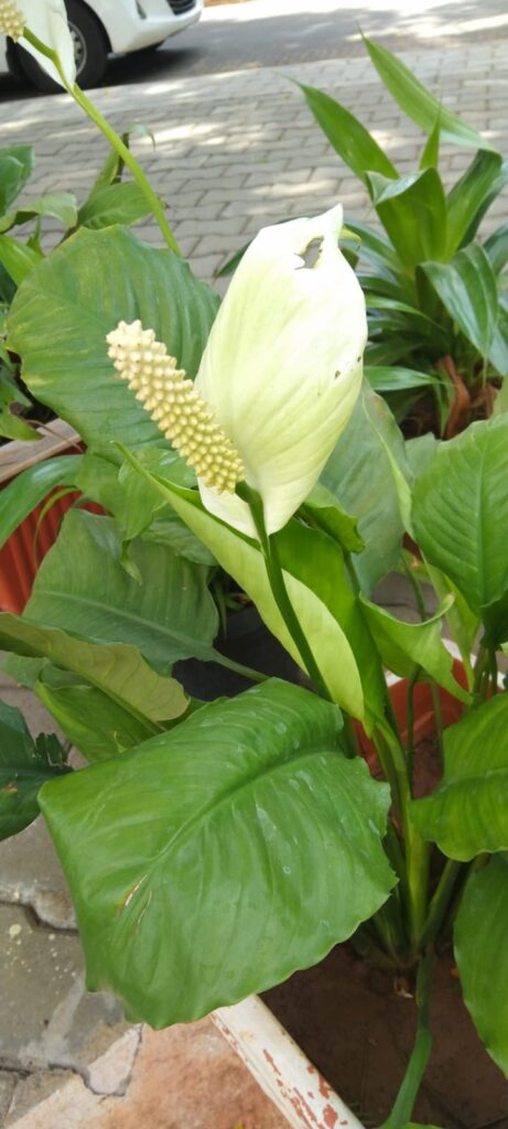 Spathiphyllum kochi is a species of peace lily