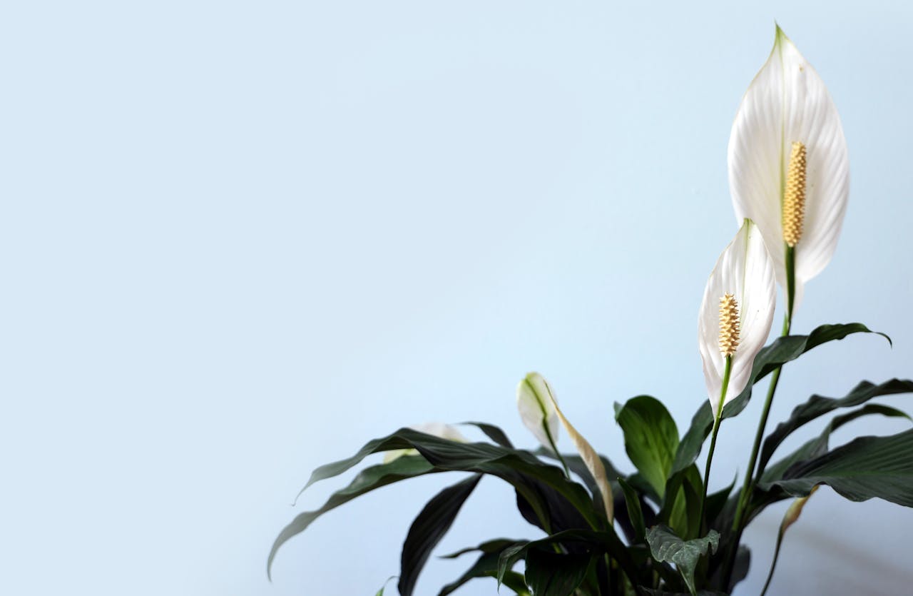 Everything to know about Peace Lily! the ultimate guide