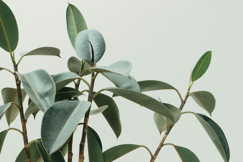 rubber plant closeup