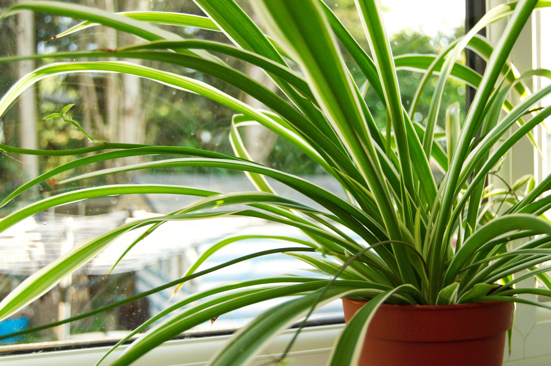 Everything To Know About Spider Plants! The Ultimate Guide.