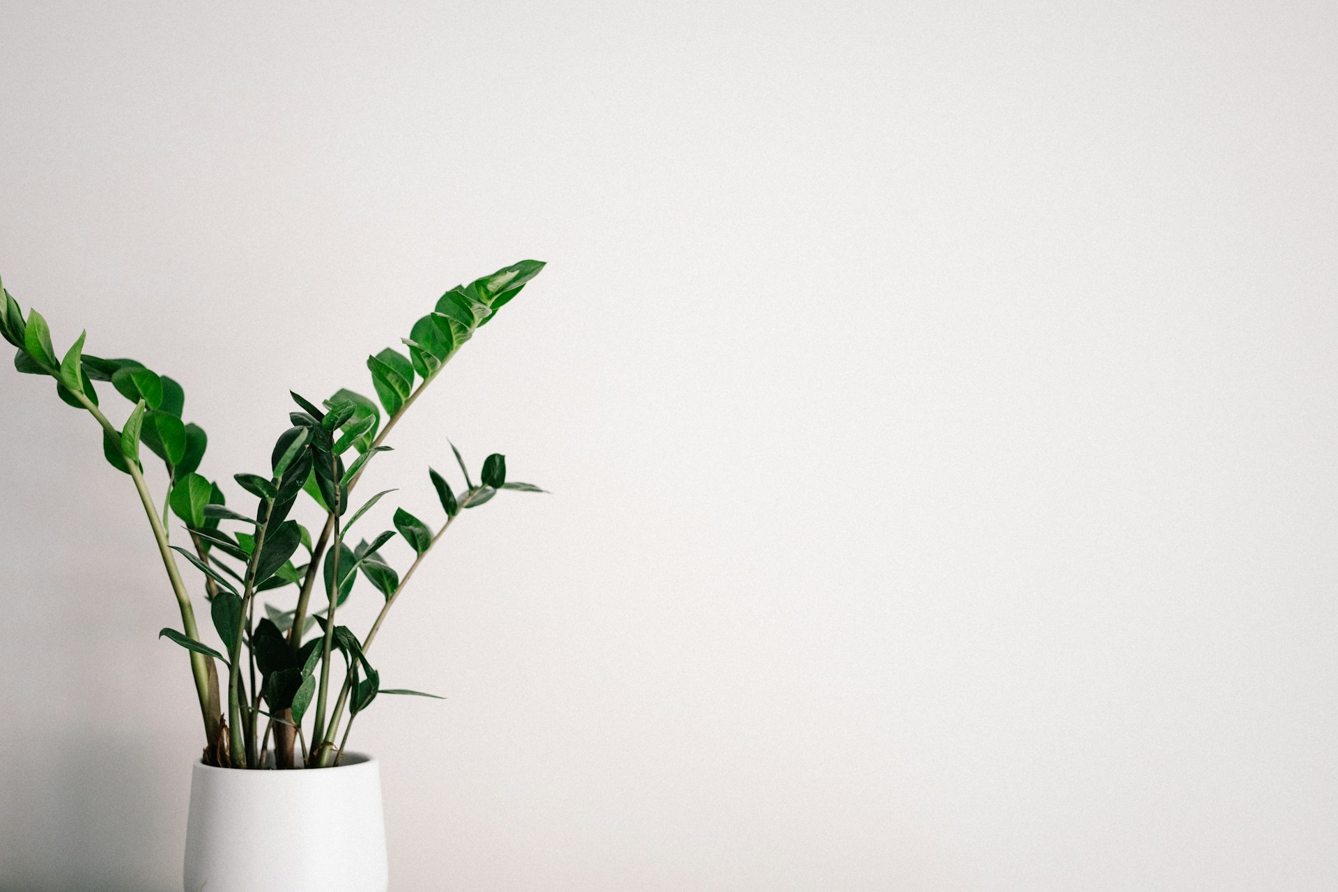 ZZ Plant in a ceramic pot