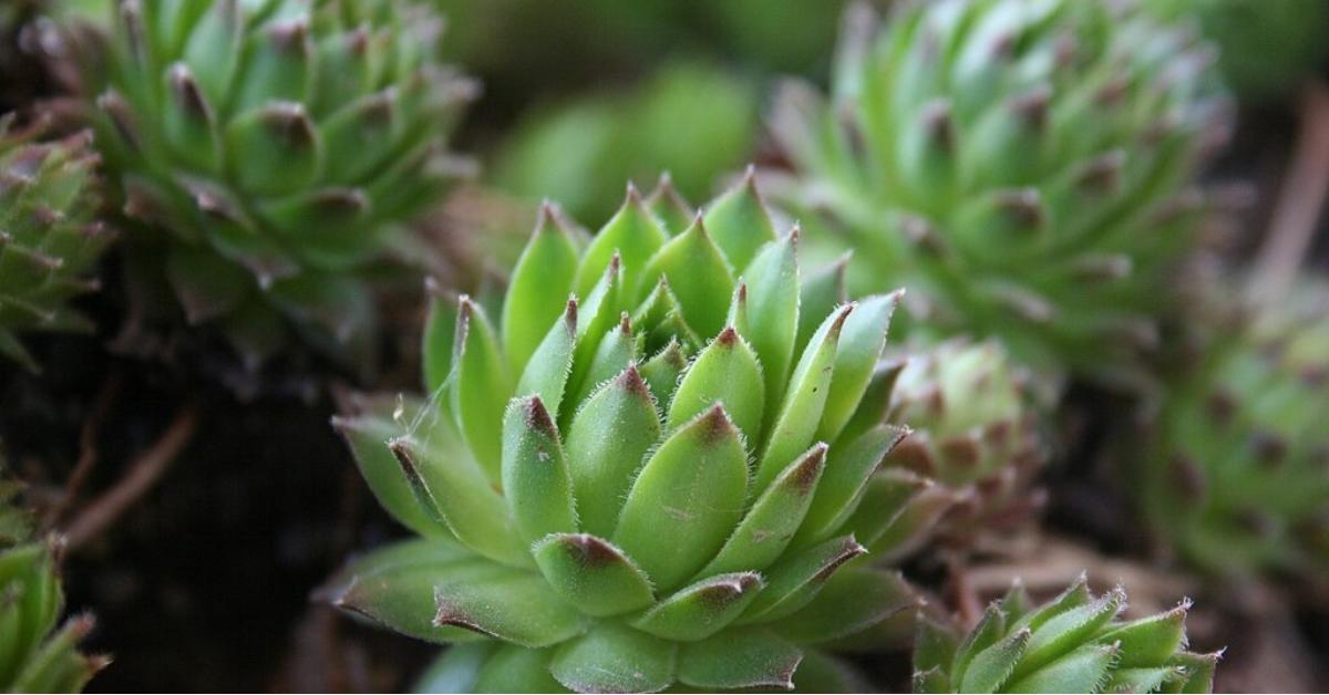 How to Plant and Care for Hens-and-Chicks Plant