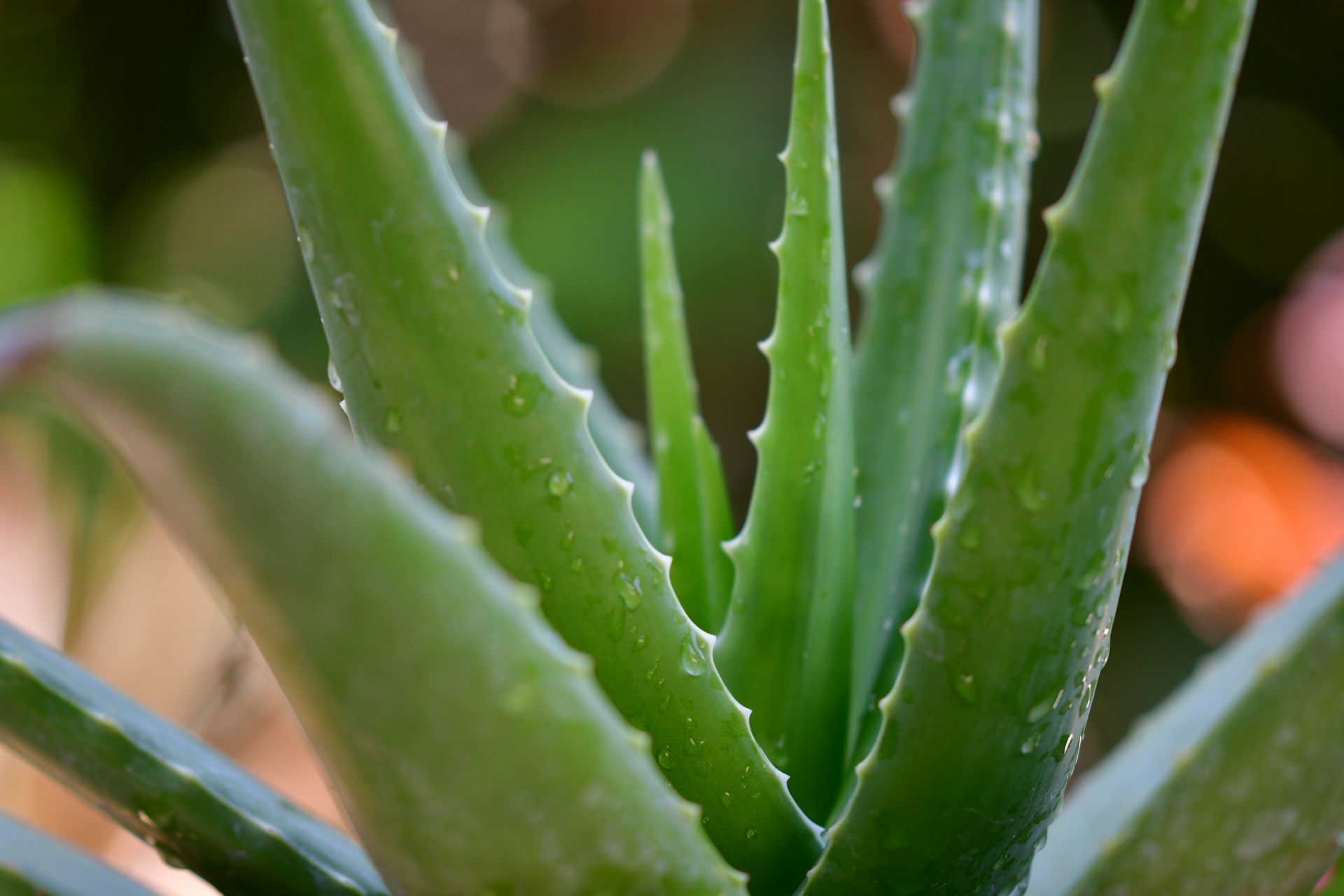 How To Plant And Care For Aloe Vera