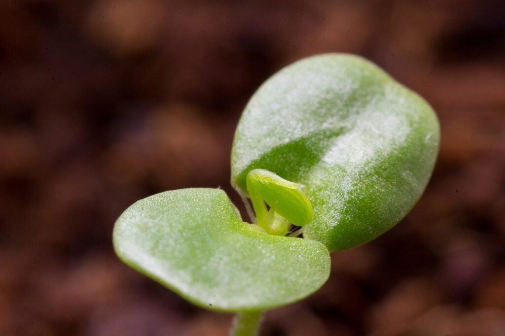 bear's paw plant seedling