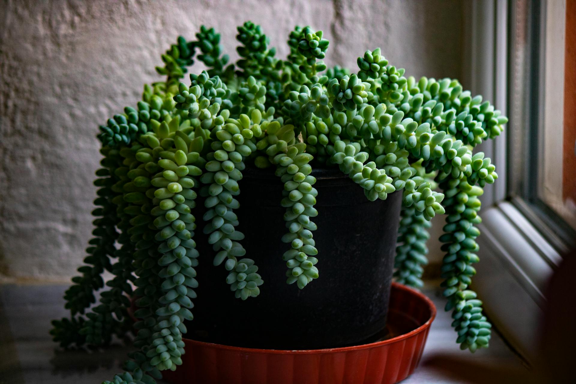 How to Plant and Care for Burro’s Tail