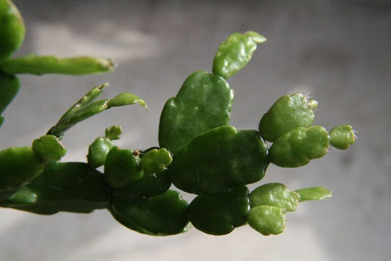 christmas-cactus-leaves-closeup