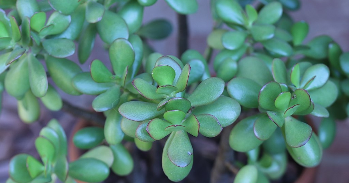 How to Plant and Care for Jade Plant