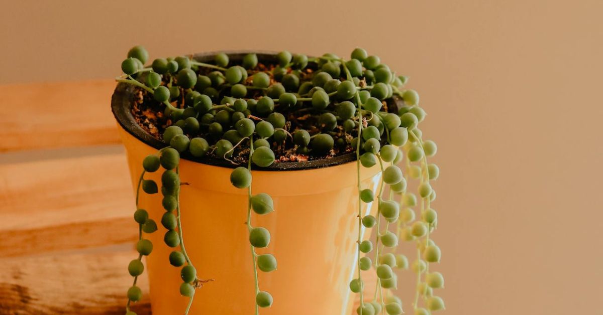 How to Plant and Care for String of Pearls plant