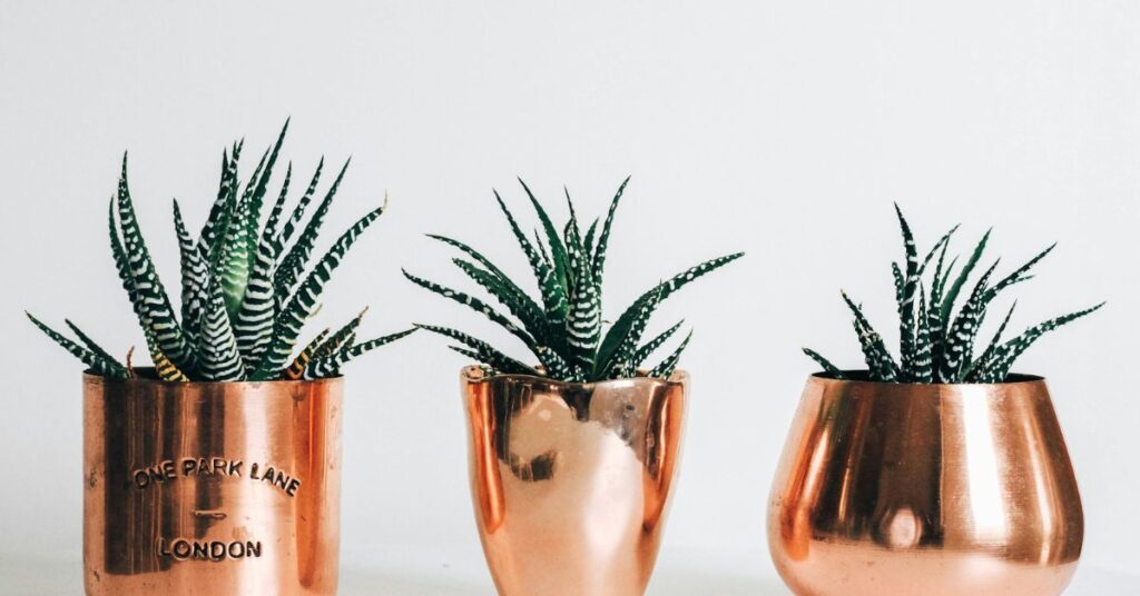 three zebra plants in pots