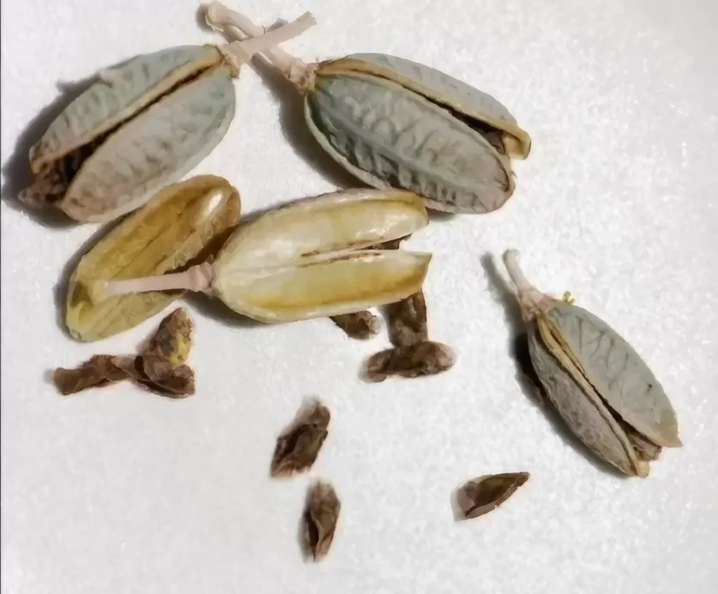 aloe vera seeds and seed pod