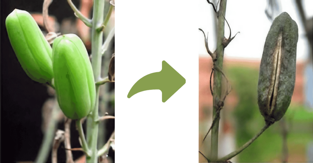 green seed pod to dry seed pod