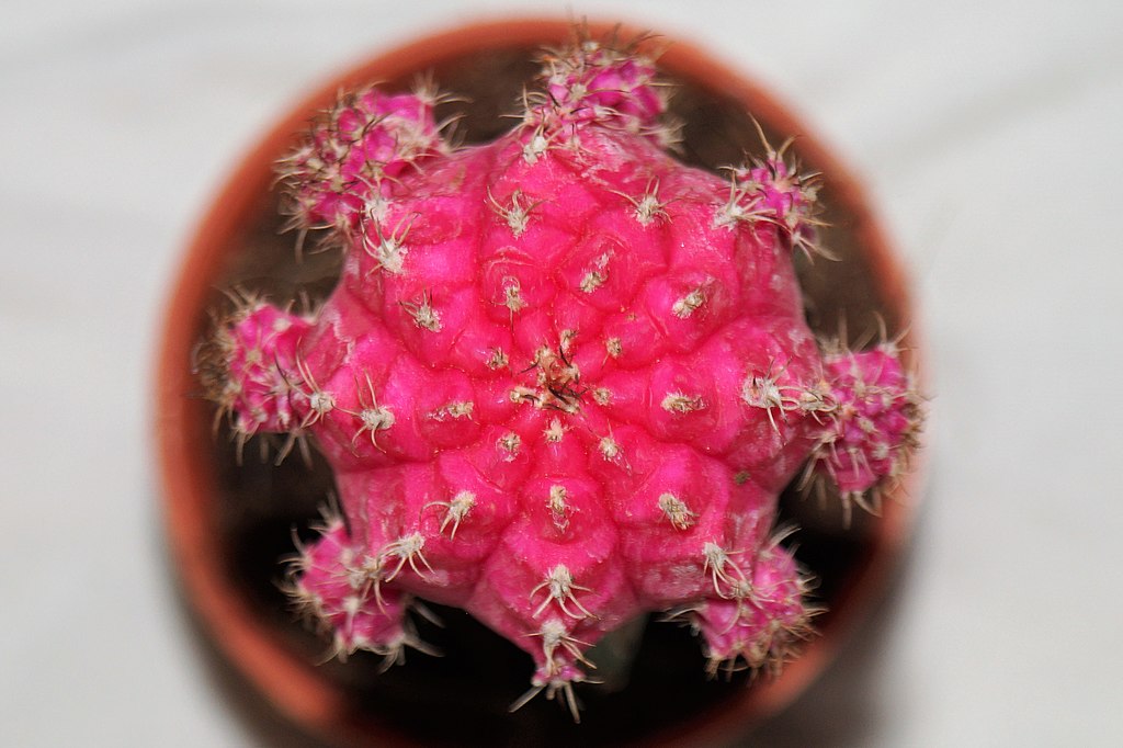 image of pink moon cactus from the top