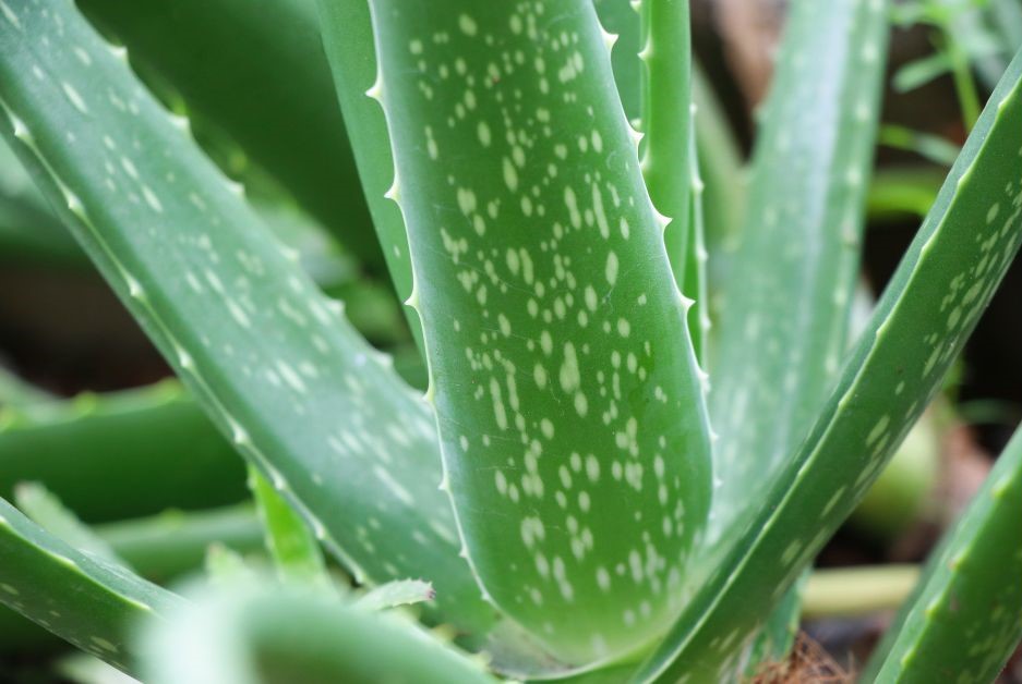 aloevera-gel-in-jar.jpg