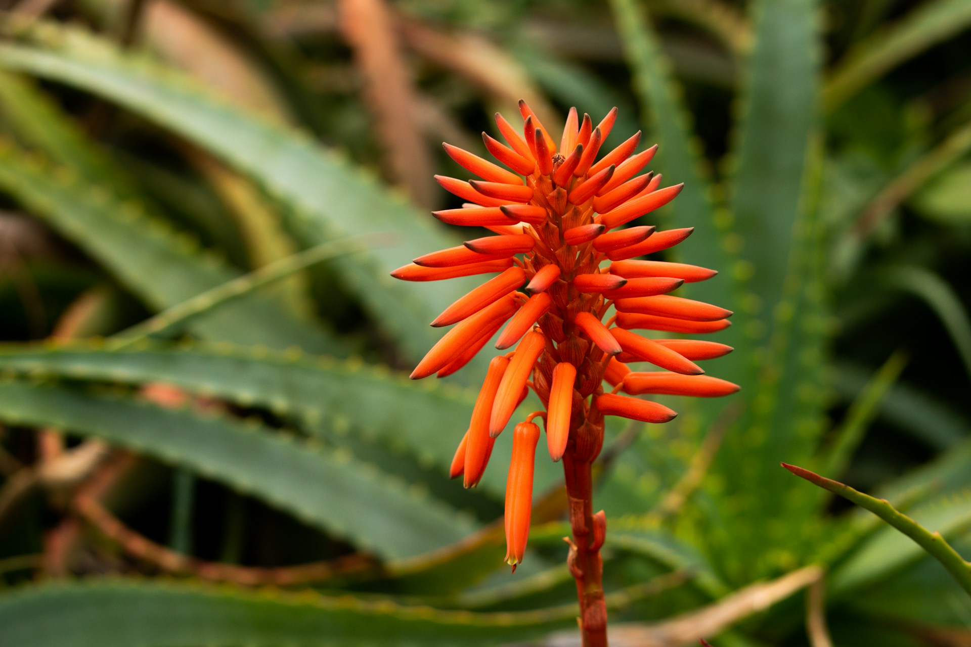 A orange color aloe vera plant