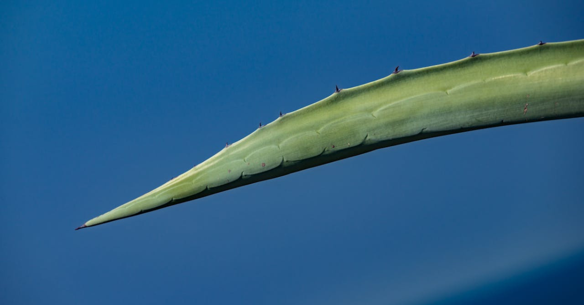 How to Plant Aloe Vera from a Broken Leaf