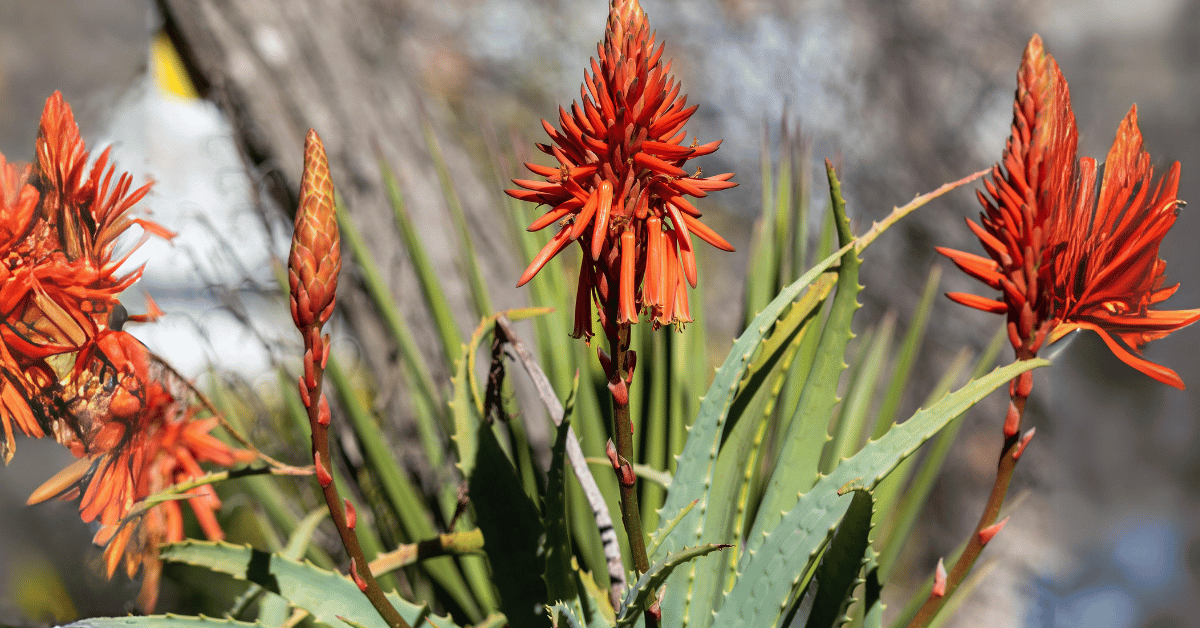 aloe vera plant and flower