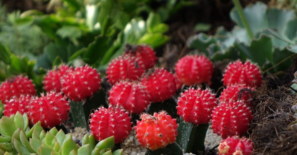 image of red moon cactuses