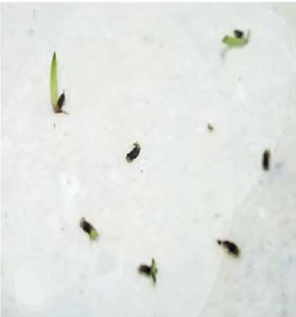 sprouted aloe vera seeds