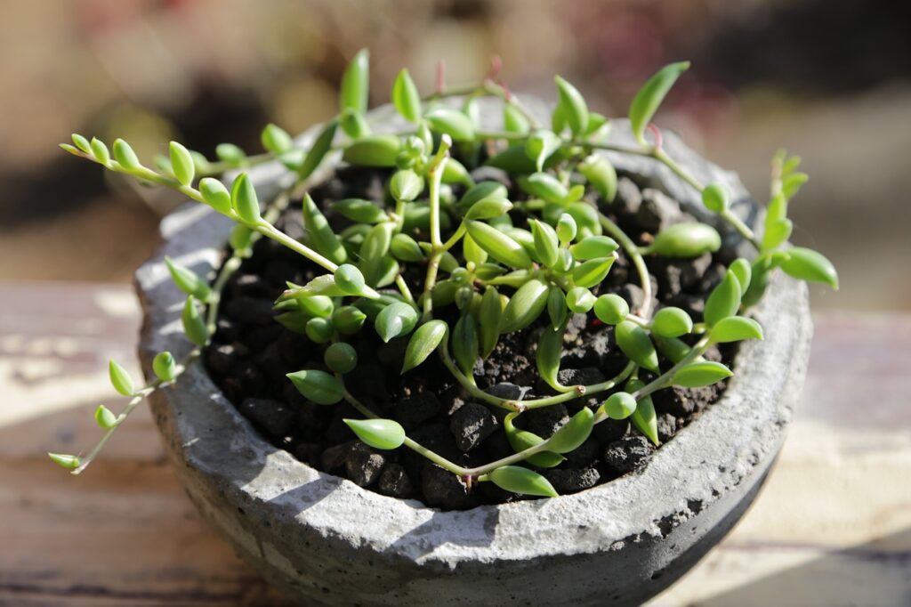 small string of bananas plant in a pot