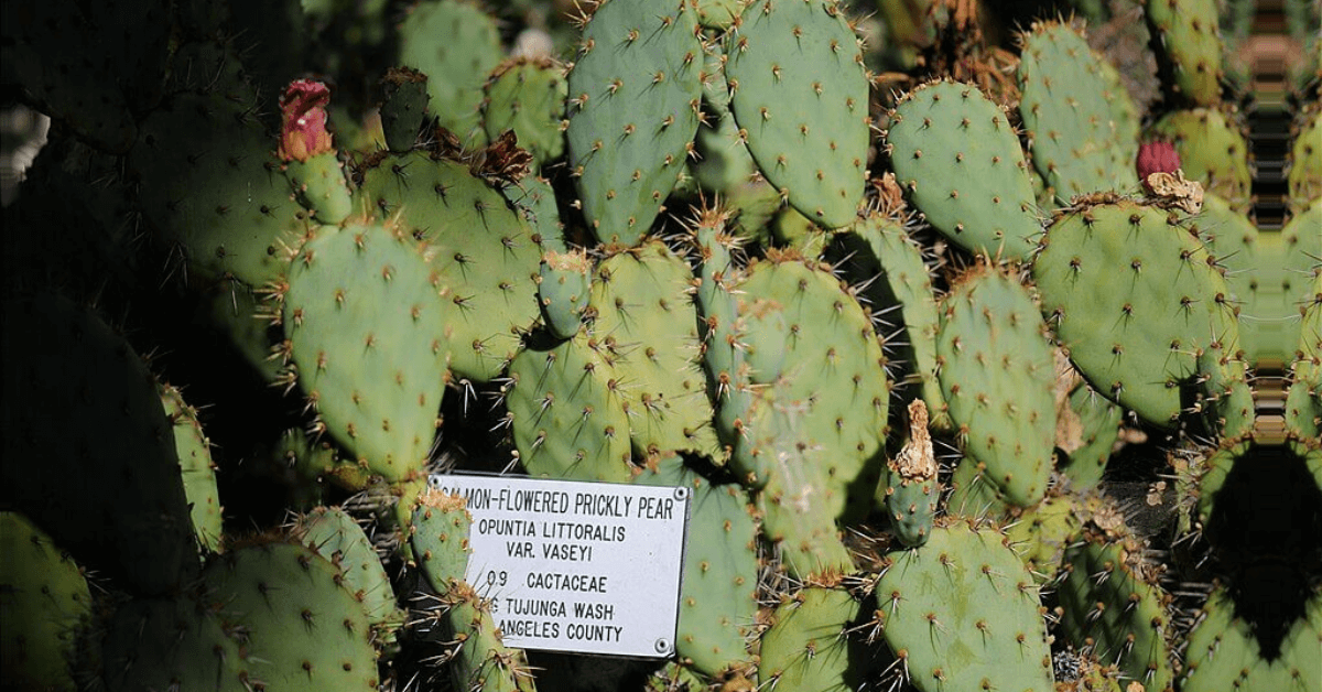 Discovering the Unique Cactus Species of New Mexico