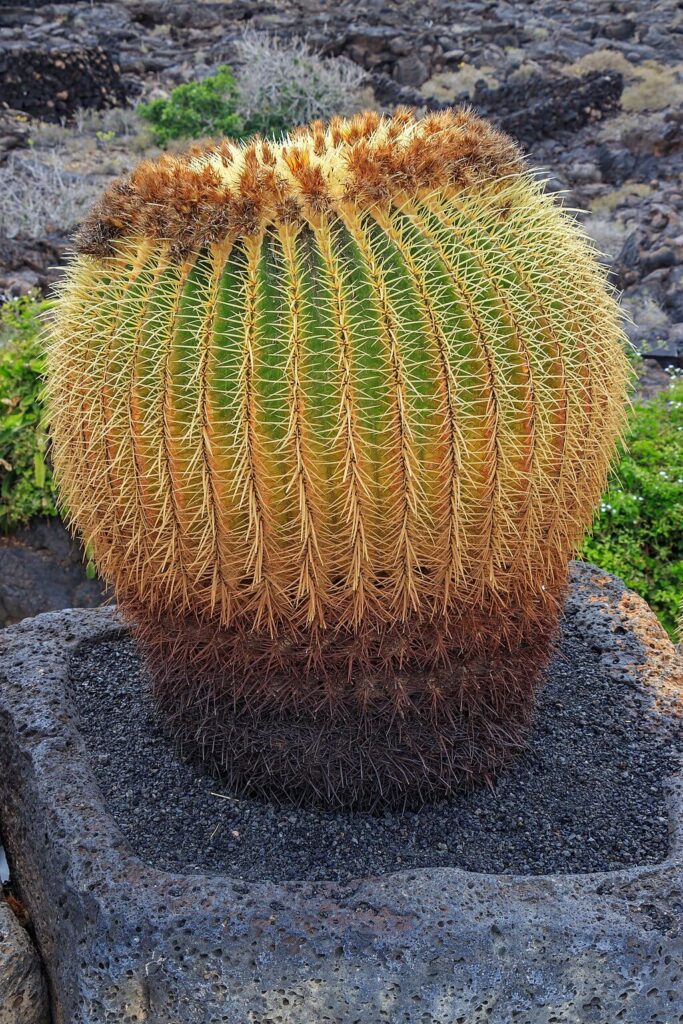 A golden barrel cactus (Echinocactus_grusonii) in a stone pot