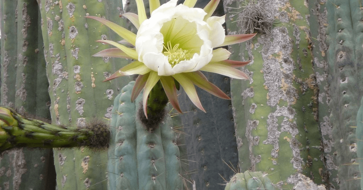 How to Grow & Care for Bolivian Torch Cactus