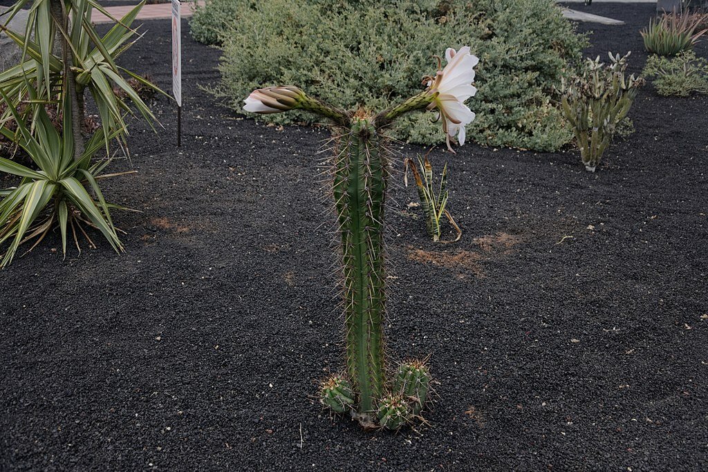 bolivian torch cactus