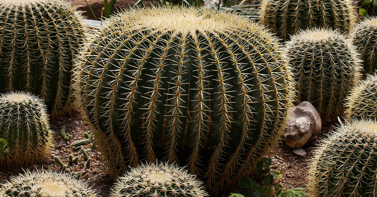 How to Grow & Care for Golden Barrel Cactus(Echinocactus Grusonii)